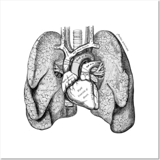 Human Body - Lungs Posters and Art